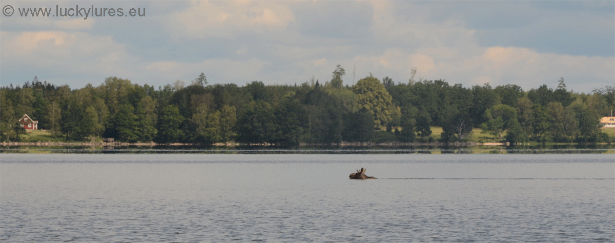 Elch überquert schwimmend den Fegensee.